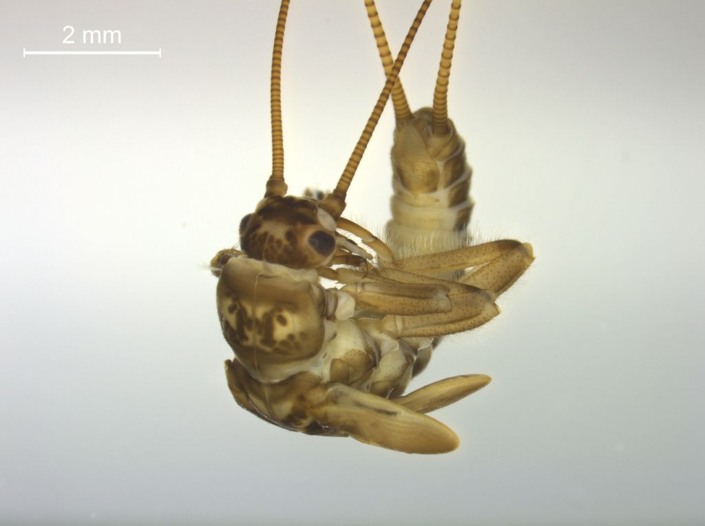 Brachyptera braueri